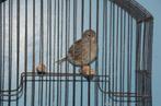 fife fancy, Dieren en Toebehoren