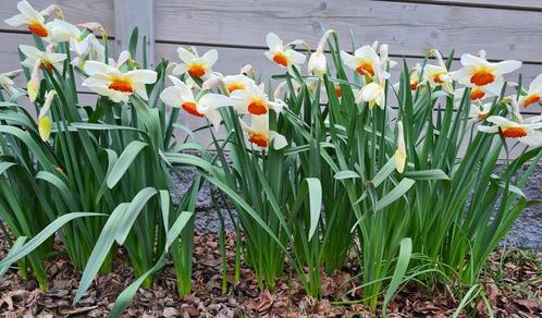 bolgewas Narcis UFO -25 bollen vr 2,00 - lees info aub, Tuin en Terras, Bloembollen en Zaden, Najaar, Ophalen