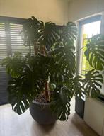 Monstera plant + pot Elho, Maison & Meubles, Plantes d'intérieur, Autres espèces, En pot, 150 à 200 cm, Enlèvement