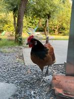 GRATIS jonge haan - snel ophalen of levering mogelijk, Dieren en Toebehoren, Pluimvee, Mannelijk, Kip