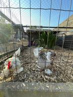 Ukkelse baardkrielen, Meerdere dieren, Kip