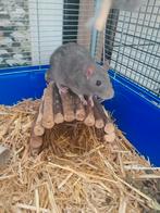 Ratten te koop, Meerdere dieren, Tam, Rat