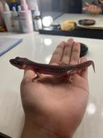 2 gekkos mannetje en vrouwtje en terrarium en toebehoren, Dieren en Toebehoren, Met terrarium