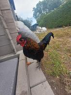 Kriel haantje, Dieren en Toebehoren, Pluimvee