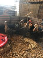 Jonge kriel haantjes, Dieren en Toebehoren, Pluimvee