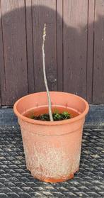 Okkernotenboompje 40 cm hoog, Tuin en Terras, Ophalen