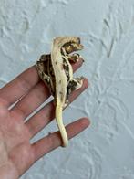 Lilly White wimpergekko mannetje, Dieren en Toebehoren, Reptielen en Amfibieën, Hagedis, Tam, 0 tot 2 jaar