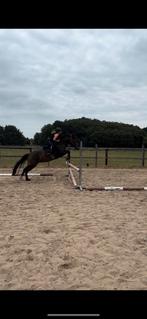 Top allround C-pony merrie, Dieren en Toebehoren, Pony's, Merrie