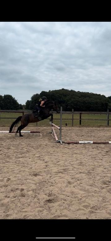Top allround C-pony merrie beschikbaar voor biedingen