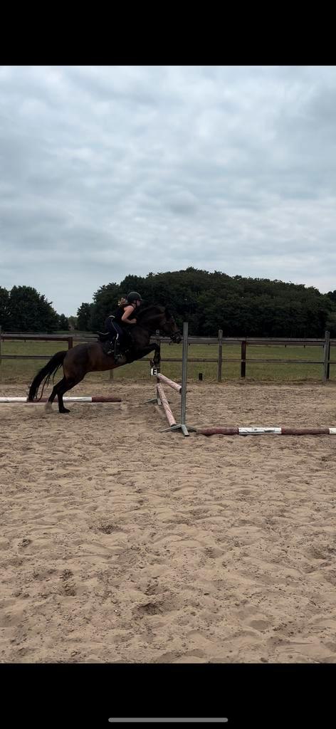 Top allround C-pony merrie, Dieren en Toebehoren, Pony's, Merrie