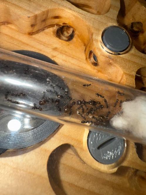 Proformica nasuta mieren kolonie, Dieren en Toebehoren, Insecten en Spinnen, Mieren