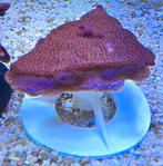 Koraal paars roze montipora