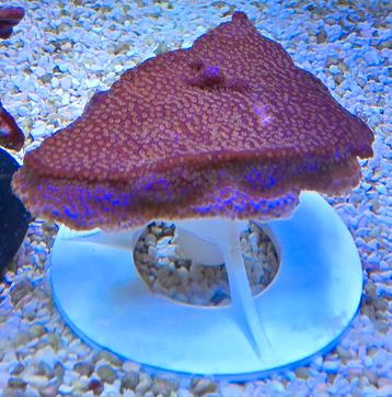 Koraal paars roze montipora beschikbaar voor biedingen