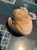 Coquillages, Verzamelen, Mineralen en Fossielen, Ophalen of Verzenden, Schelp(en)