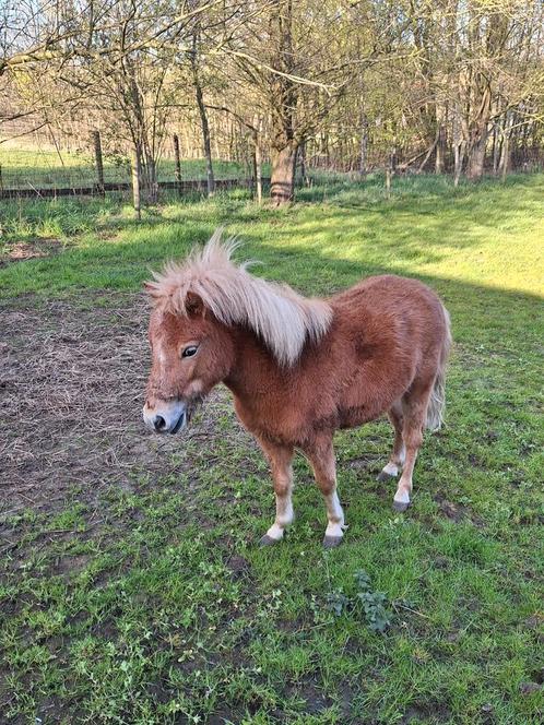 Leuk pony hengstje, Dieren en Toebehoren, Pony's