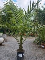Palmboom Phoenix Canariensis - dadelpalm, Ophalen, Palmboom