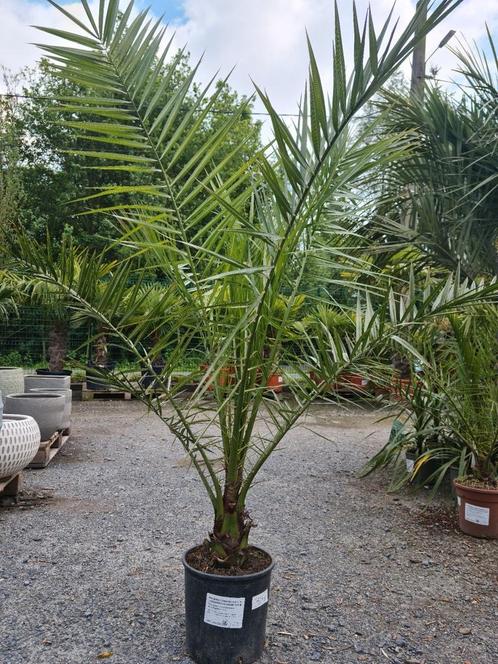 Palmboom Phoenix Canariensis - dadelpalm, Jardin & Terrasse, Plantes | Arbres, Palmier, Enlèvement