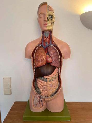 Somso  vintage anatomisch model torso jonge man met hoofd