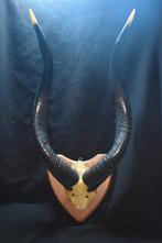 Taxidermie, trophée de chasse de Nyala, Antilope Africaine, Collections, Collections Animaux, Comme neuf, Enlèvement ou Envoi