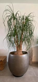 Beaucarnea of Olifantspoot, Maison & Meubles, Plantes d'intérieur, En pot, Enlèvement, 100 à 150 cm, Yucca