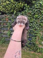 Super lieve fretten pup
Rammetje, Dieren en Toebehoren, Mannelijk, Fret, Tam