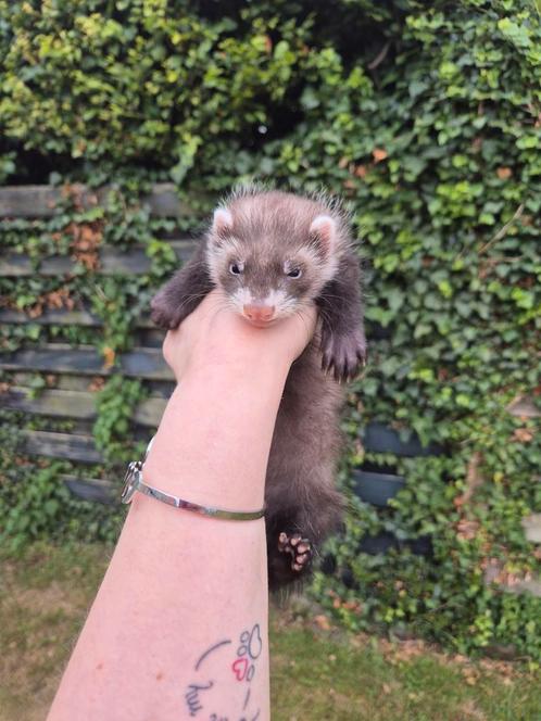 Super lieve fretten pup
Rammetje, Dieren en Toebehoren, Knaagdieren, Mannelijk, Fret, Tam