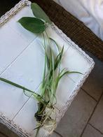 Bouture monstera et plante araignée, Verzenden