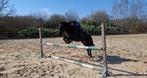 Sport C pony te koop, Dieren en Toebehoren, Pony's, Merrie