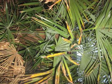 Mooie palmboom stamhoogte 1,25 m beschikbaar voor biedingen