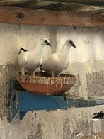 Boedapest hoogvliegers, Dieren en Toebehoren, Geslacht onbekend, Overige soorten