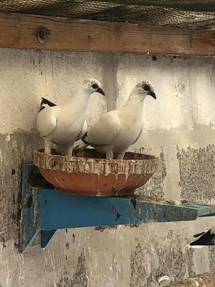 Boedapest hoogvliegers, Dieren en Toebehoren, Vogels | Duiven, Overige soorten, Geslacht onbekend
