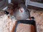 Hen met 5 kuikens, Dieren en Toebehoren, Pluimvee, Vrouwelijk, Kip