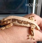 Wimpergekko tricolor LW vrouwtje, Dieren en Toebehoren, Reptielen en Amfibieën