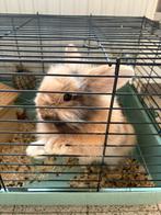 konijn met een kooi, Dieren en Toebehoren