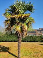 Winterharde palmboom, Ophalen, Volle zon, Palmboom, 400 cm of meer