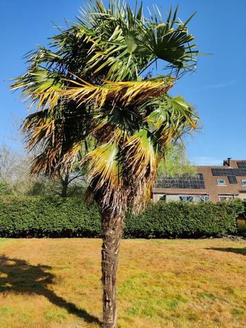 Winterharde palmboom beschikbaar voor biedingen