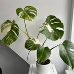 Monstera albo variegata, Enlèvement