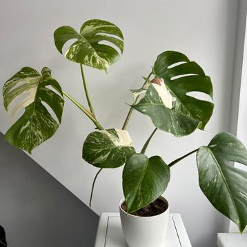 Monstera albo variegata disponible aux enchères