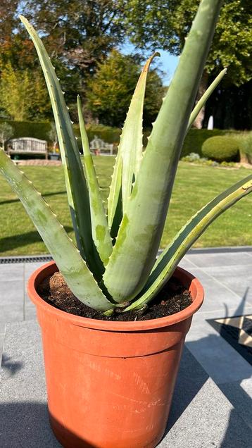 Aloe veraplant groot formaat beschikbaar voor biedingen