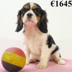 Cavalier King Charles - chiots Belges à vendre, Animaux & Accessoires, Commerçant, Autres races, 8 à 15 semaines, Plusieurs