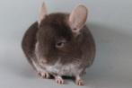 Baby Chinchillas, Dieren en Toebehoren, Meerdere dieren, Chinchilla, Tam