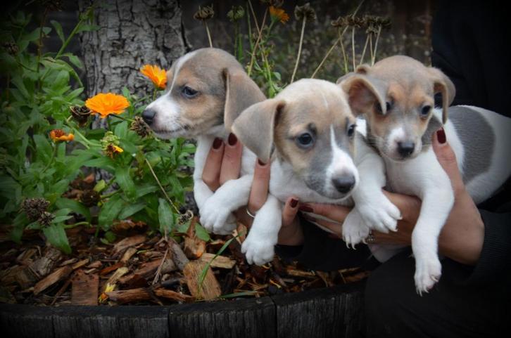 Jack Russell pups, Dieren en Toebehoren, Honden | Jack Russells en Terriërs, Meerdere dieren, Jack Russell Terriër, Fokker | Professioneel