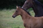 groot merrieveulen van Bon Courage x Escolar, Dieren en Toebehoren, Paarden, Merrie, Gechipt, Dressuurpaard, 0 tot 2 jaar