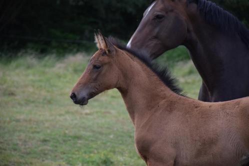 groot merrieveulen van Bon Courage x Escolar, Dieren en Toebehoren, Paarden, Merrie, Onbeleerd, 170 tot 175 cm, 0 tot 2 jaar, Dressuurpaard