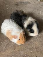 2 langharige cavia beren., Avril, Cobaye