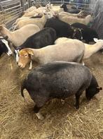 28 hoogdrachtige ooien lammeren vanaf 21januari, Dieren en Toebehoren, Schapen, Geiten en Varkens