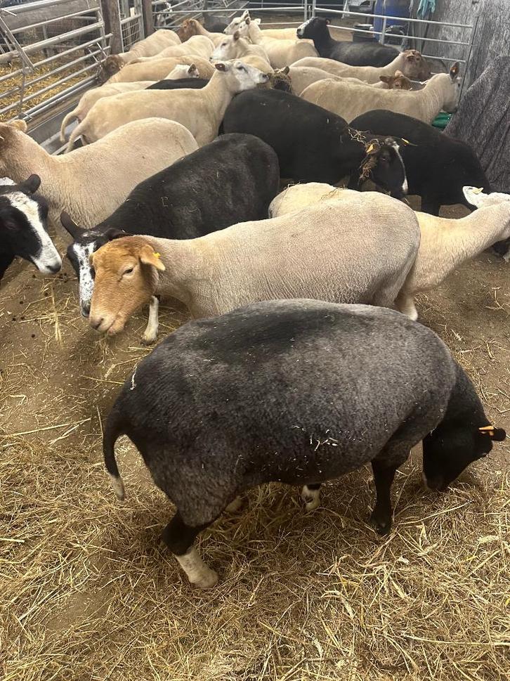 28 hoogdrachtige ooien lammeren vanaf 21januari, Dieren en Toebehoren, Schapen, Geiten en Varkens