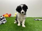 Kruising Border Collie pups, Dieren en Toebehoren, Honden | Herdershonden en Veedrijvers, België, 8 tot 15 weken, CDV (hondenziekte)