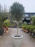 Olijfboom Olea Europaea, Jardin & Terrasse, Plantes | Arbres, Olivier, Enlèvement