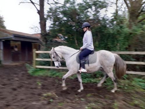 Mooie kruising arabier-andalusier, Dieren en Toebehoren, Paarden, Ruin